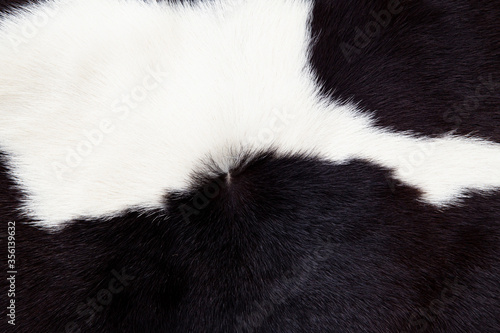 close up of a cow 's fur