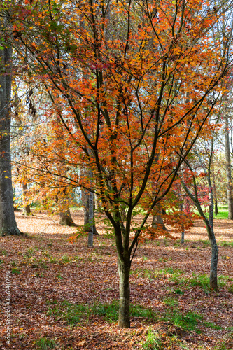 Autumn colored leaves on the tree and the ground