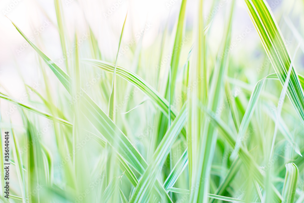 light green natural background grass ryegrass macro selective focus light green natural background grass ryegrass macro selective focus