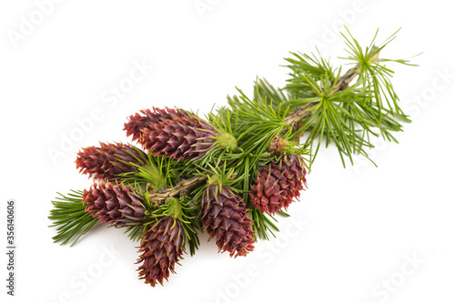 Papier peint Larch branch with flowers