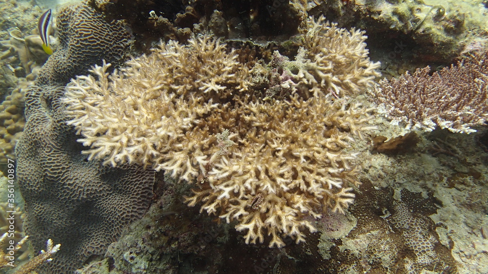 beautiful coral found at coral reef area at Tioman island, Malaysia beautiful coral found at coral reef area at Tioman island, Malaysia