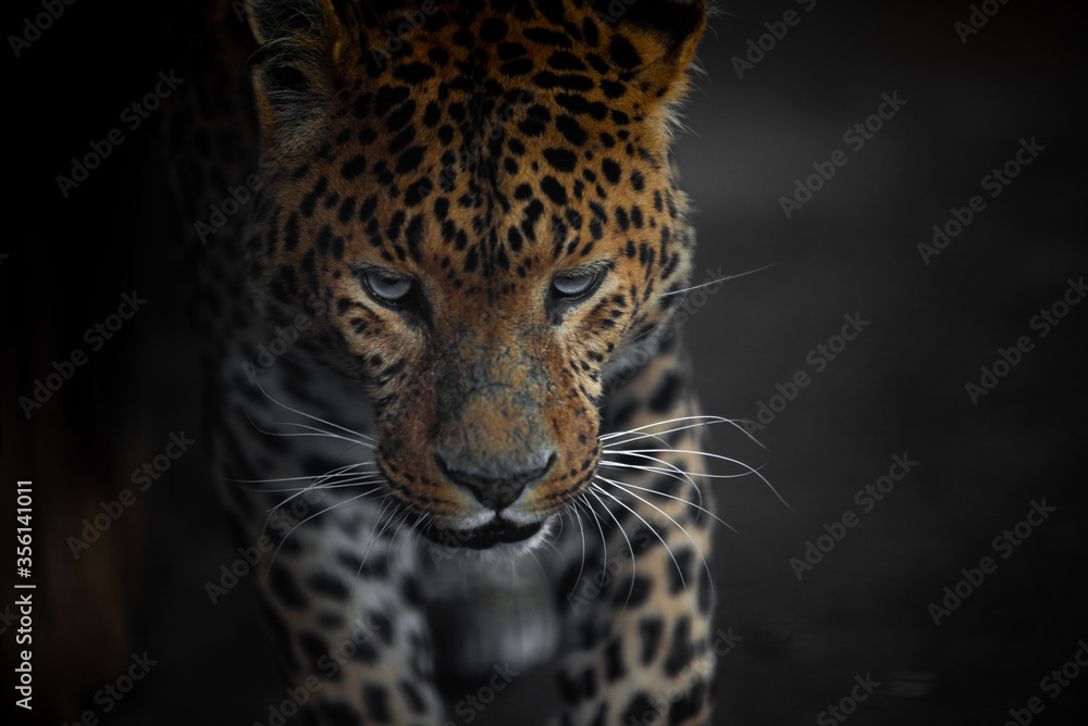 Naklejka premium leopard look before the jump in dynamics