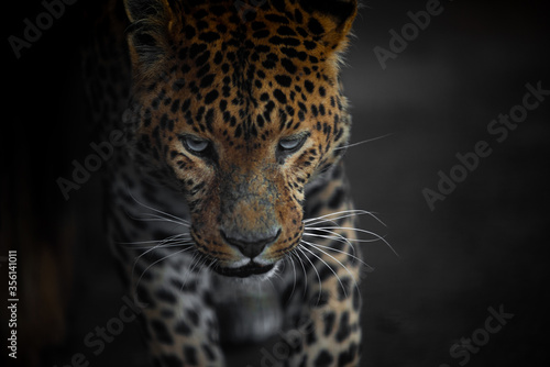 leopard look before the jump in dynamics