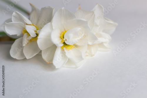 white daffodile flowers with yellow center close up on white background