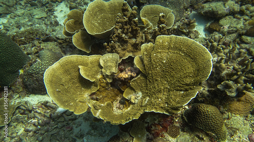 beautiful coral found at coral reef area at Tioman island  Malaysia