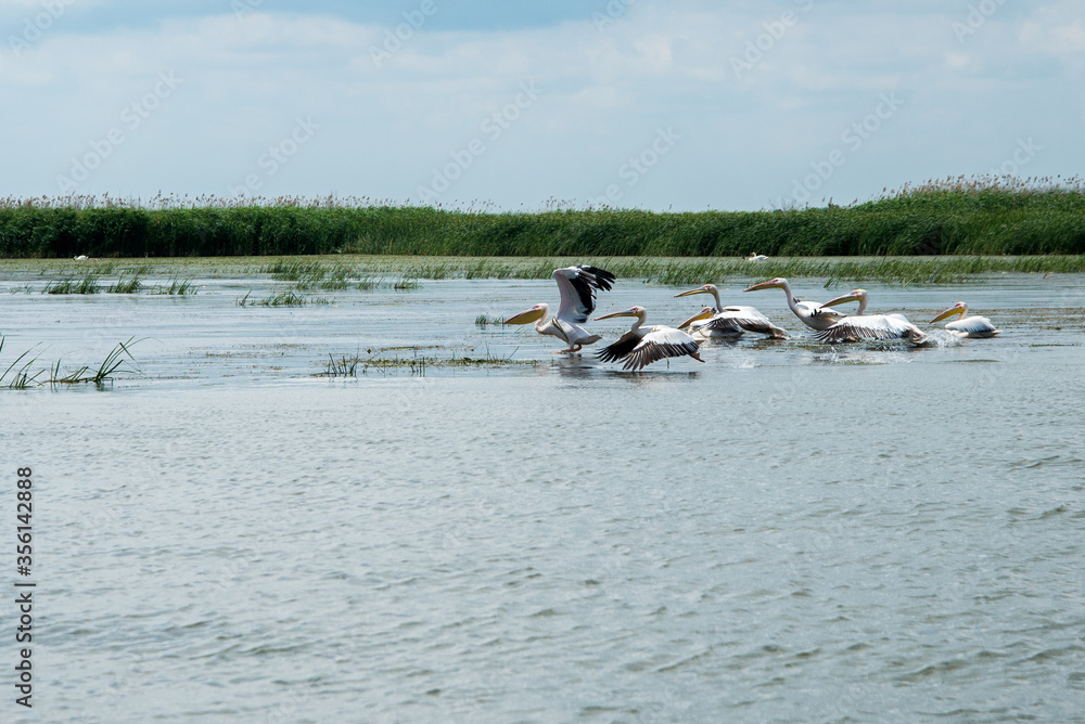 Pink Pelicans swim in the water