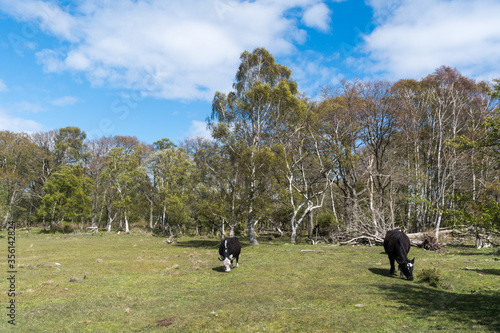 Grazing cattle in a forest glade