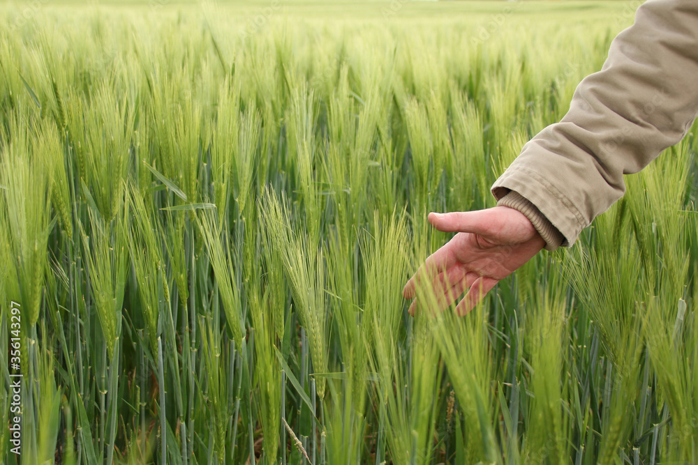male hand gently stroking young green ears of rye, winter field, agricultural concept, growing grain harvest, environmentally friendly plants male hand gently stroking young green ears of rye, winter field, agricultural concept, growing grain harvest, environmentally friendly plants