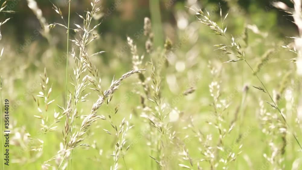 grass in the wind grass in the wind