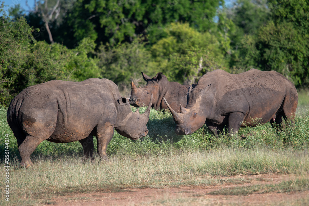 Fototapeta premium The white rhino (Ceratotherium simum) this rhino species is the second largest land mammal. It is 3.7-4 m in length