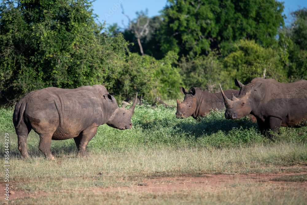 The white rhino (Ceratotherium simum) this rhino species is the second largest land mammal. It is 3.7-4 m in length The white rhino (Ceratotherium simum) this rhino species is the second largest land mammal. It is 3.7-4 m in length