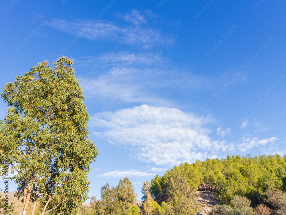 Fototapeta premium trees and sky with clouds in the Beninar reservoir (Spain)