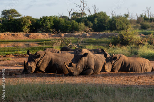 The white rhino (Ceratotherium simum) this rhino species is the second largest land mammal. It is 3.7-4 m in length photo