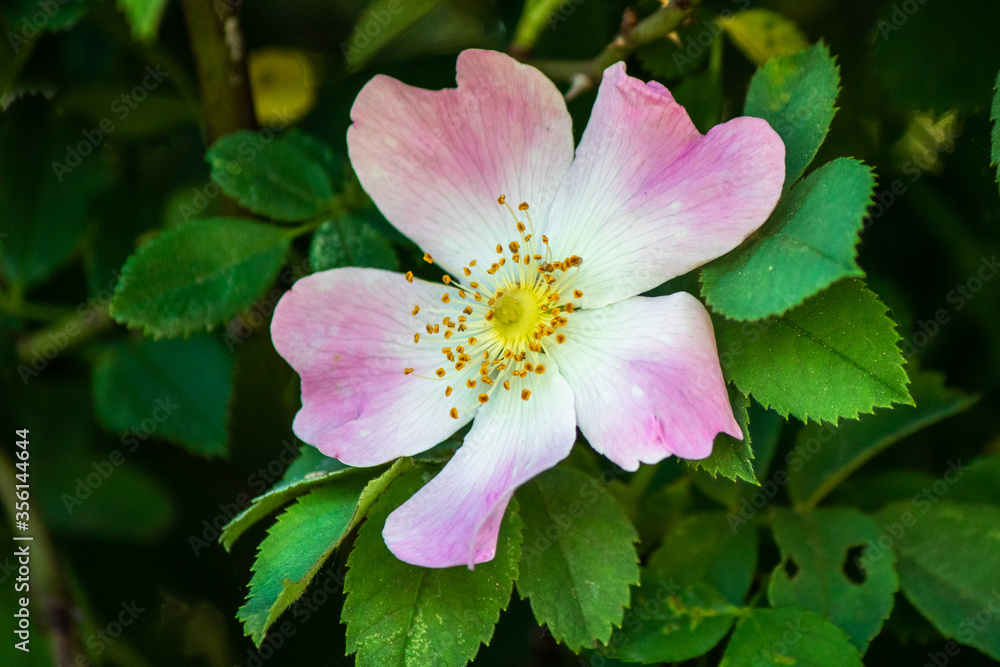 Briar rose flower or wild rose blossom at the spring Briar rose flower or wild rose blossom at the spring