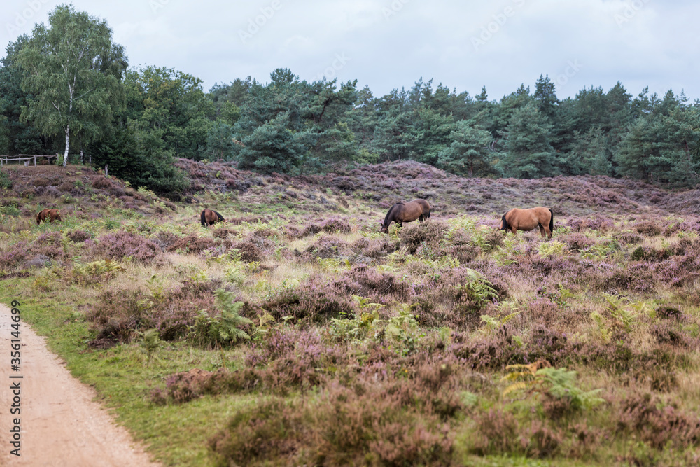 wild horses from viewpoint De Valenberg, in natrure reserve Planken Wambuis wild horses from viewpoint De Valenberg, in natrure reserve Planken Wambuis