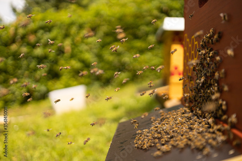 Bienen vor einer Bienenbeute mit Honigbienen auf dem Flugbrett