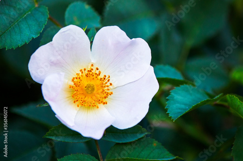 Briar rose flower or wild rose blossom at the spring