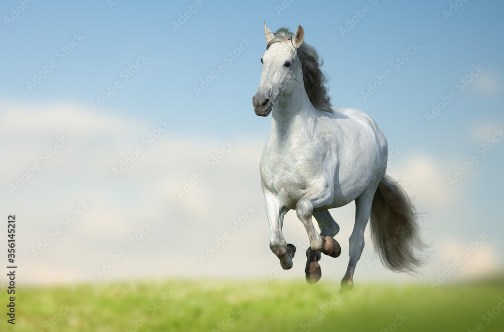 Beautiful andalusian horse running fast Beautiful andalusian horse running fast