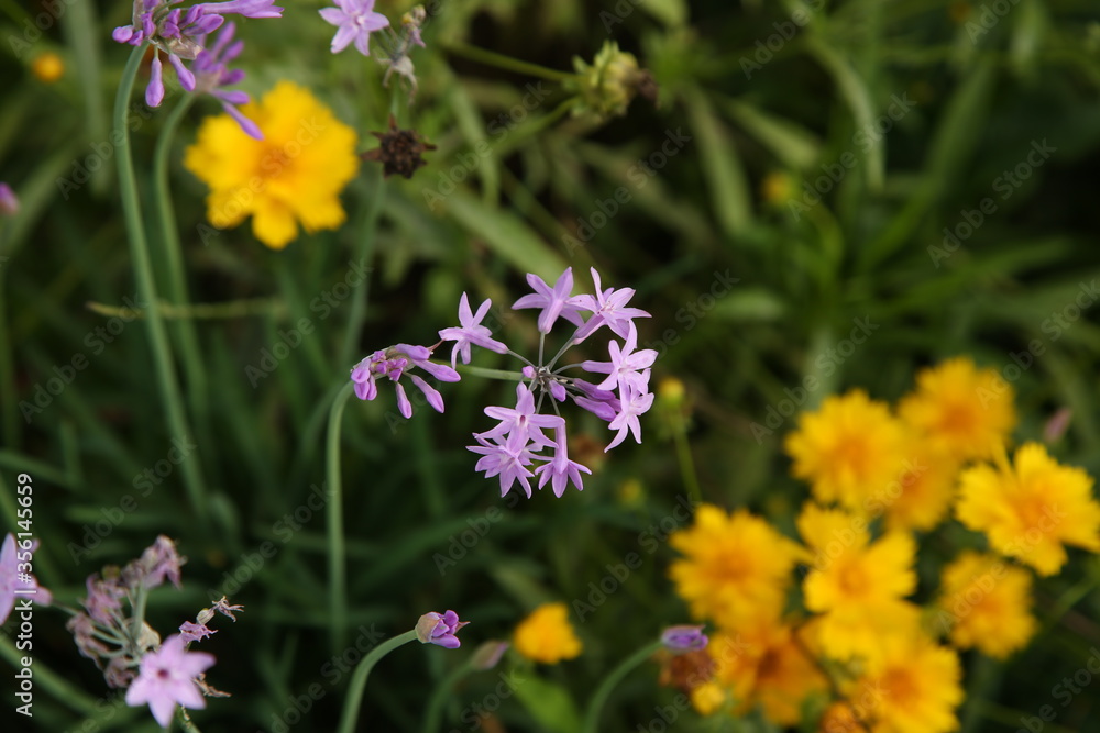 Fototapeta premium Flowers blooming in the park