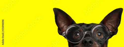 shy pincher dog looking up and wearing glasses