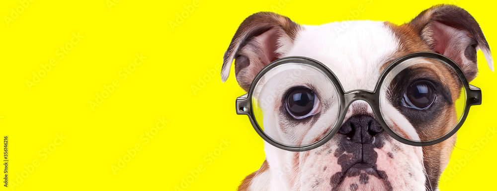 Fototapeta premium adorable english bulldog puppy with big eyes wearing glasses