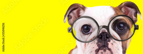 adorable english bulldog puppy with big eyes wearing glasses