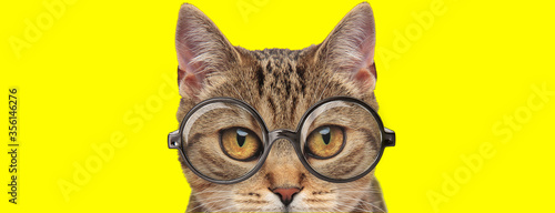 adorable cat with big eyes wearing glasses