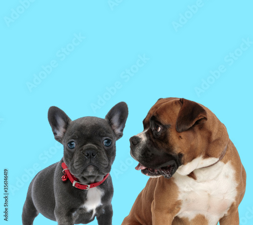 French bulldog cub and curious Boxer looking at it