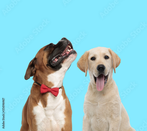 Happy Boxer wearing bowtie and playful Labrador Retriever panting
