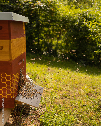 Bienen vor einer Bienenbeute mit Honigbienen auf dem Flugbrett