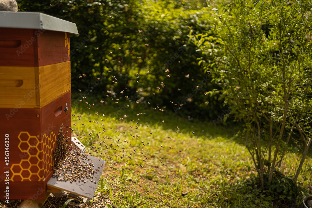 Bienen Vor Einer Bienenbeute Mit Honigbienen Auf Dem Flugbrett Stock bienen-vor-einer-bienenbeute-mit-honigbienen-auf-dem-flugbrett-stock