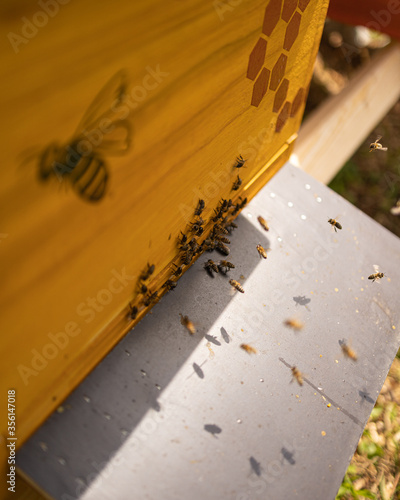 Bienen vor einer Bienenbeute mit Honigbienen auf dem Flugbrett