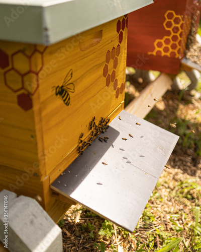 Bienen vor einer Bienenbeute mit Honigbienen auf dem Flugbrett