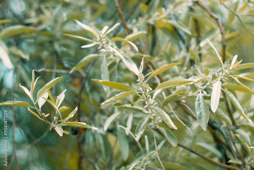 The photo of a pale olive foliage with an orange tint was shot close-up for your trend design.