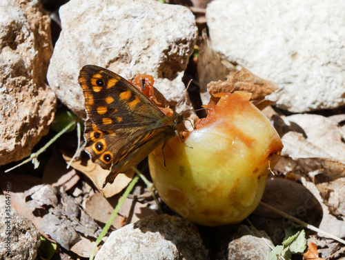 closeup of a speckeld wood butterfly eating from fruit photo