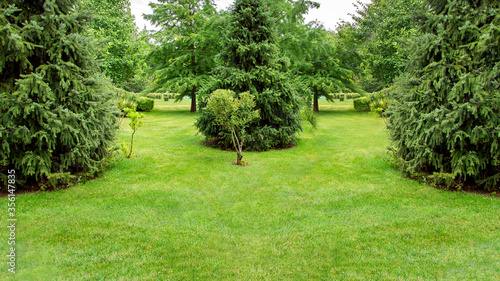 backyard garden ladscape with a green lawn and evergreen pine trees in the park with meadow grass, nobody copy space.