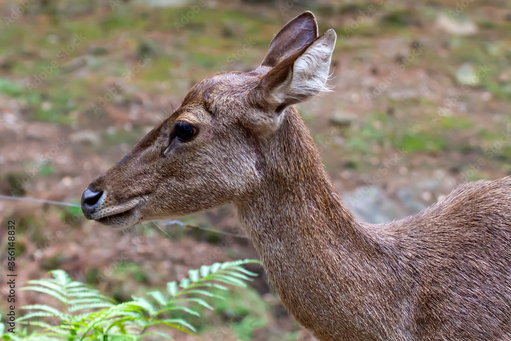 Fototapeta premium deer in the woods