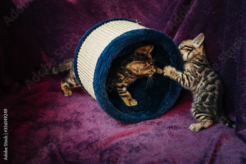 Two cute active Golden Bengal kittens play and fight on a purple background. Pedigreed cats .Toy for kittens