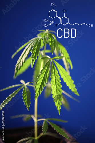 Vertical image with the formula CBD on a blue background with a green bush of hemp. Cannabis growing concept for the production of CBD oil and products containing cannabinoids