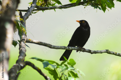 Obraz na plátně Merlo (Turdus merula) maschio su ramo e sfondo chiaro