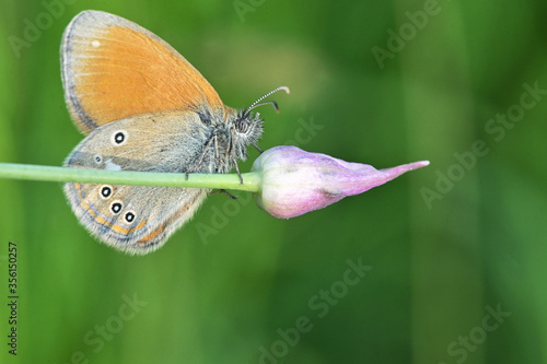 Silver washed Fritillary underwing butterfly photo