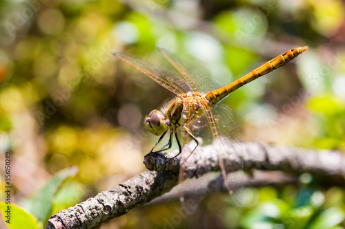 Red-veined darter