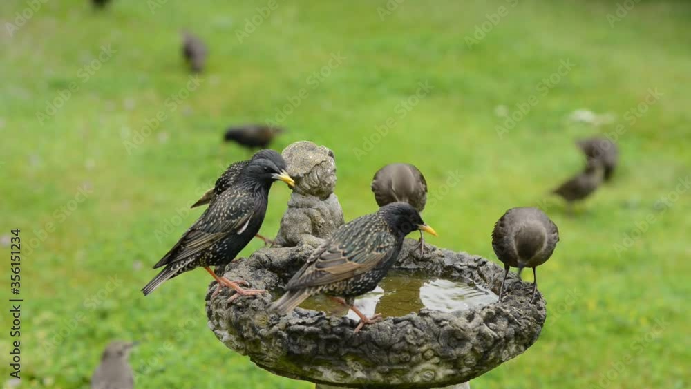 Starlings feeding and drinking from a bird bath, in a garden in the south of England. Starlings feeding and drinking from a bird bath, in a garden in the south of England.