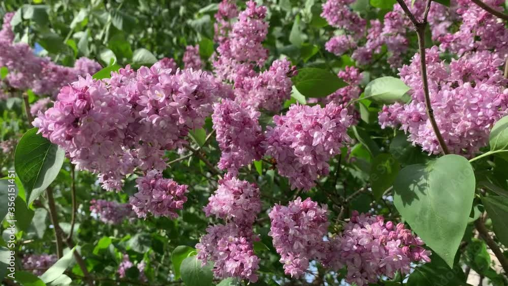 A close up video of blossoming branches of a lilac, sunny weather A close up video of blossoming branches of a lilac, sunny weather