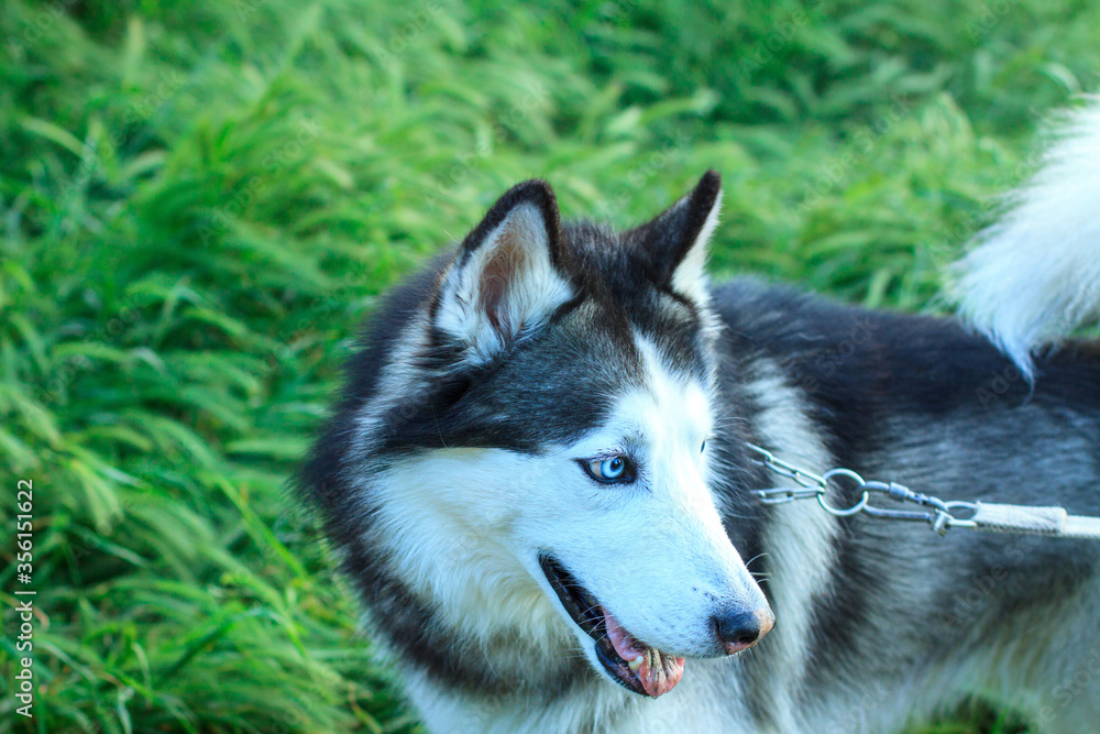 Dog breed Siberian Husky close-up