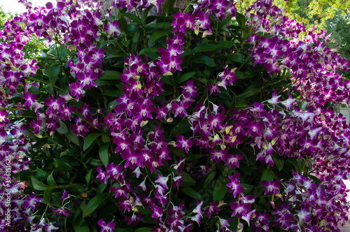 Orchid flowers in the bush look beautiful.