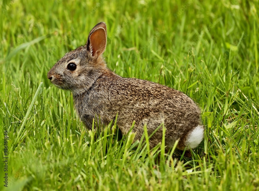 Fototapeta premium Wild rabit on the meadow. Natural scene from north America. 