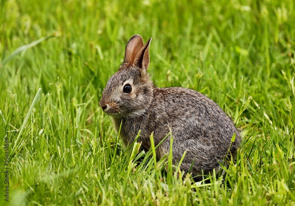 Wild rabit on the meadow. Natural scene from north America. Wild rabit on the meadow. Natural scene from north America.