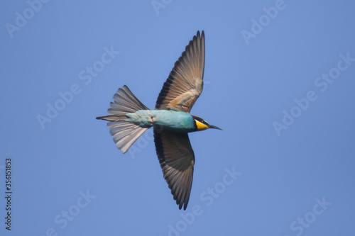 gruccione (Merops apiaster) in volo su sfondo cielo blu
