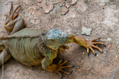 Iguana on the beach